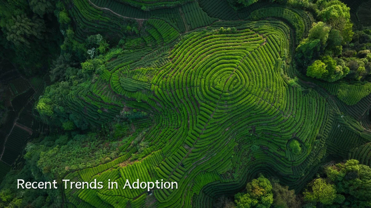 Recent Trends in Adoption